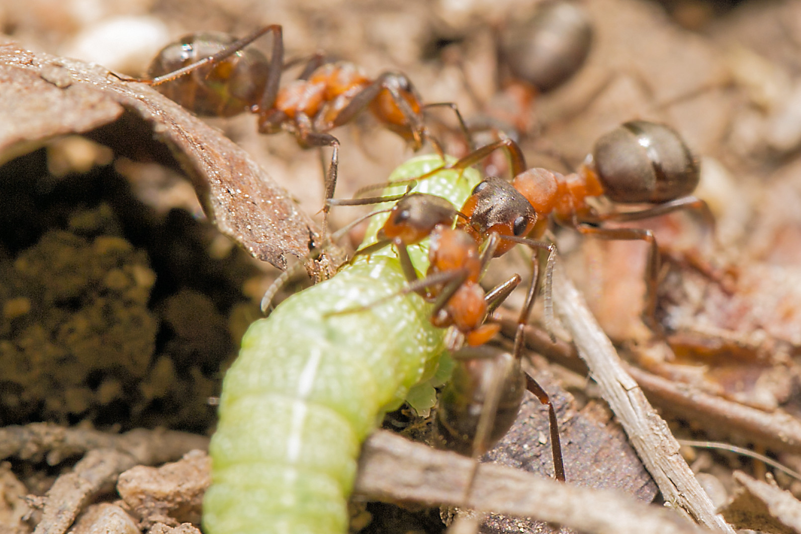 Ameisen überwältingen Raupe