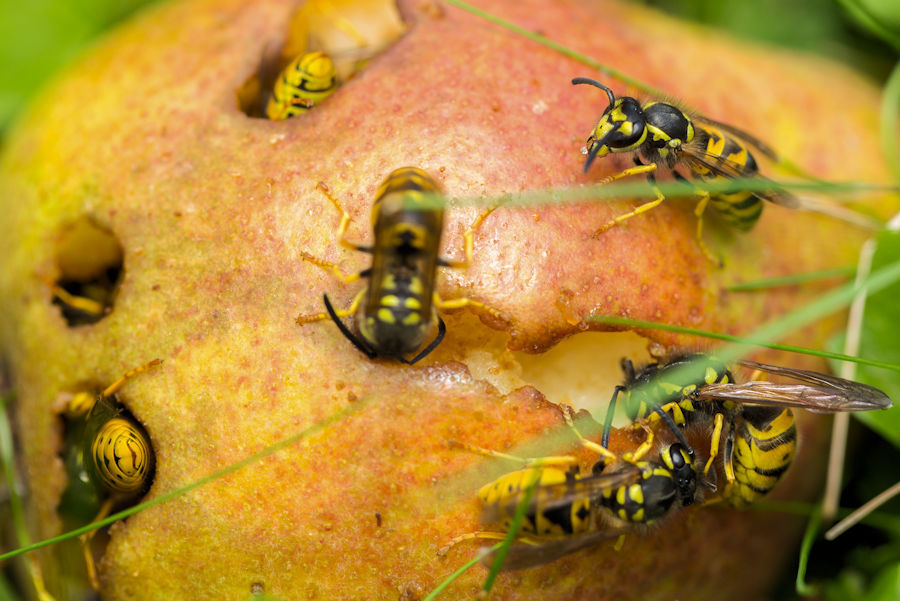 Wespen beim Birne essen