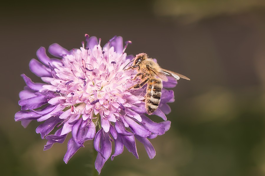 Acker Witwenblume mit Biene