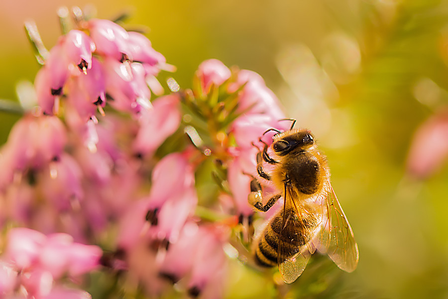 Biene an einer Erikablüte