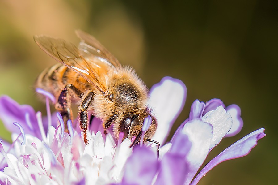 Biene auf Acker Witwenblume
