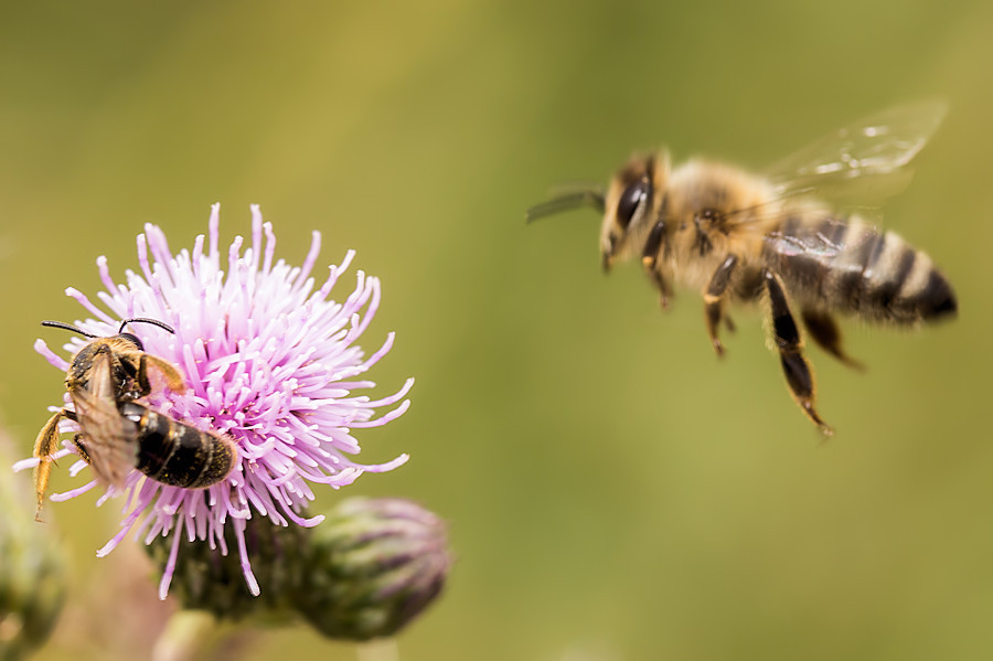 Biene auf einer Distel und eine Biene im Anflug