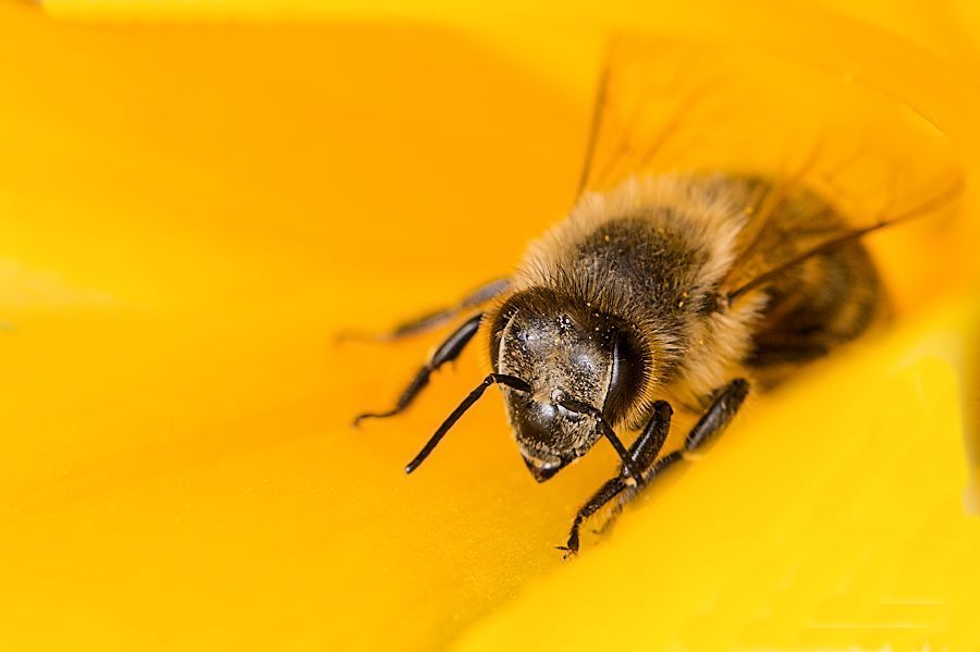 Biene in einer gelben Blüte