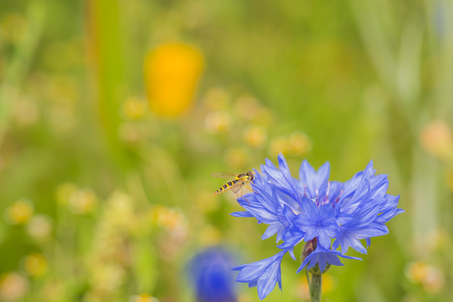 Schwebefliege auf blauer Blüte und Blumenwiese