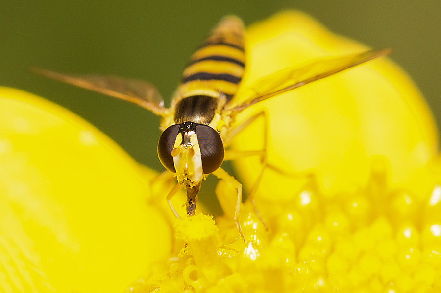 Schwebefliege auf gelber Blüte Details