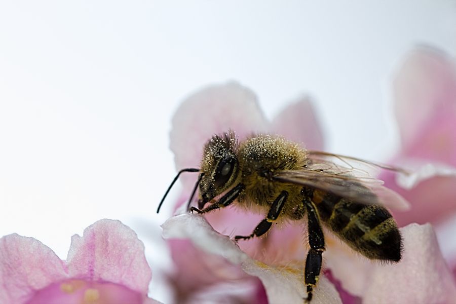 nasse Biene auf Blüte