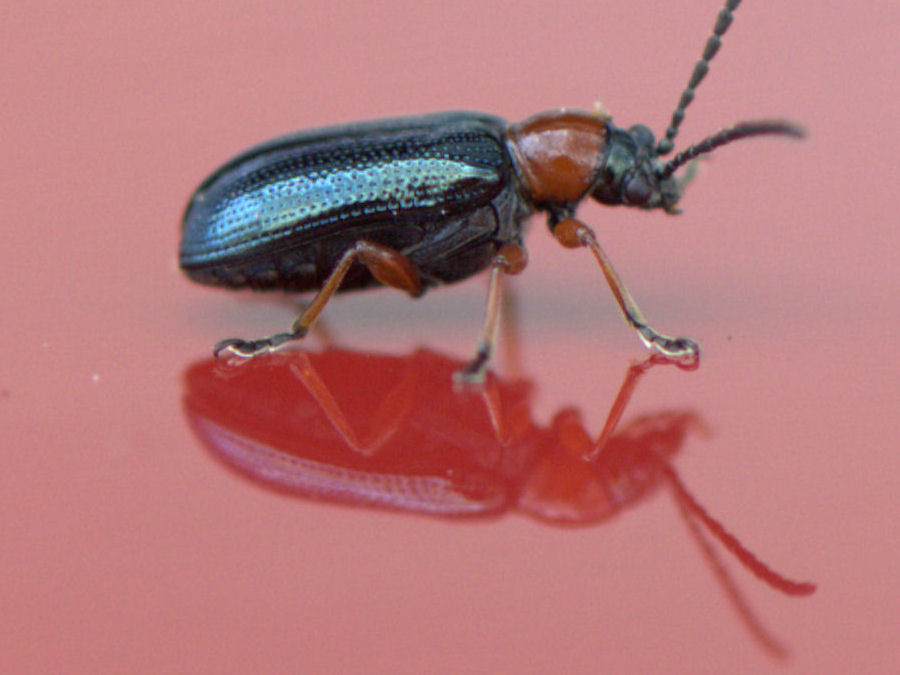 sehr kleiner Käfer Länge ca 4mm