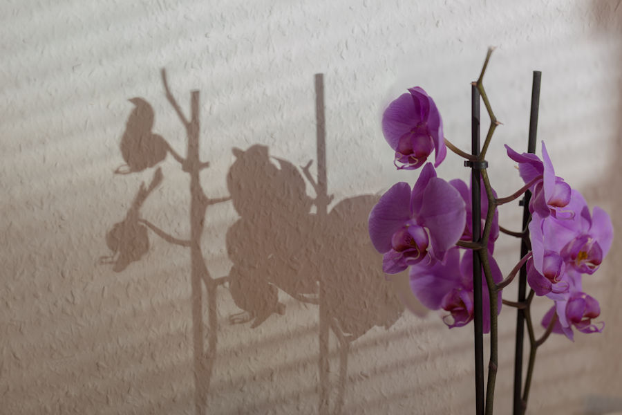 Licht und Schatten Orchidee
