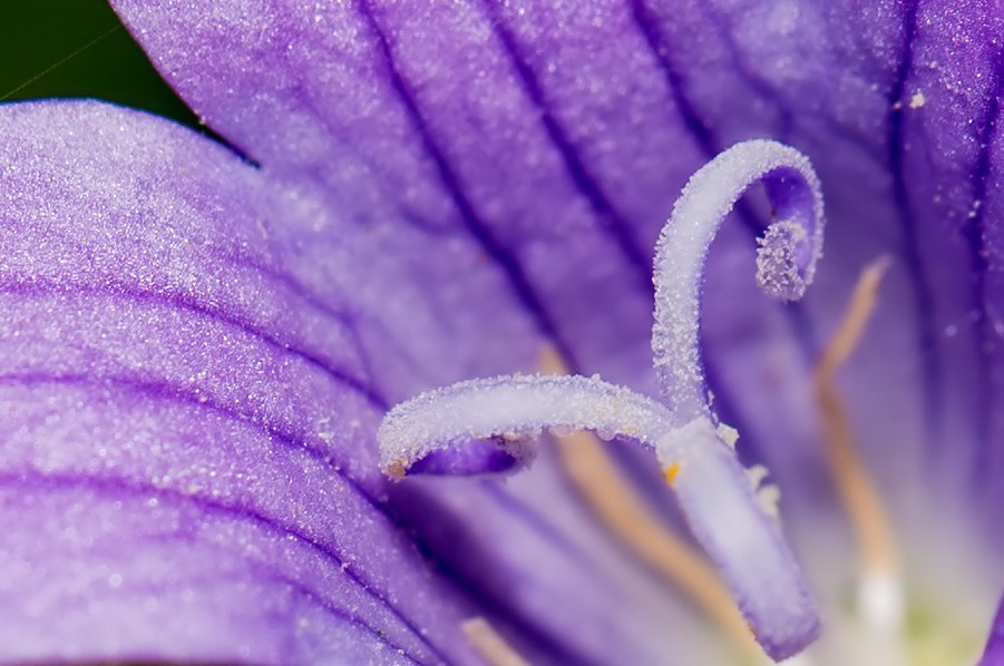 lila Blüte