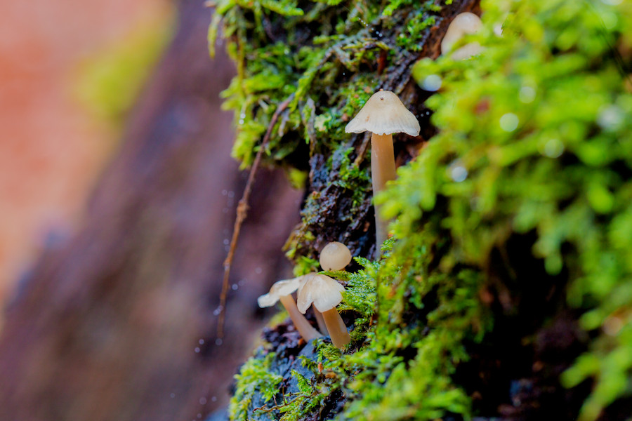 Kleine Pilze an einem Baumstumpf