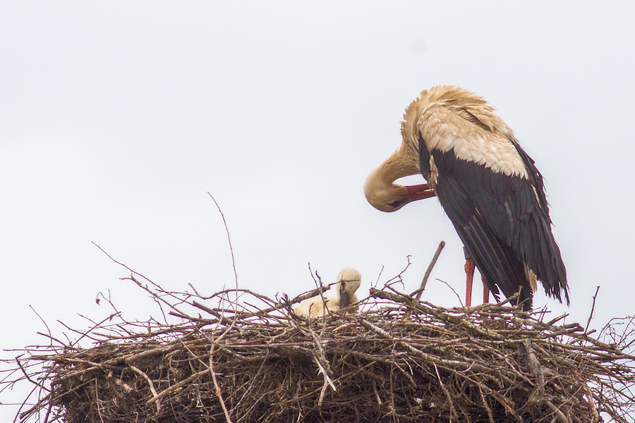 Storch mit seinem Jungen im Nest