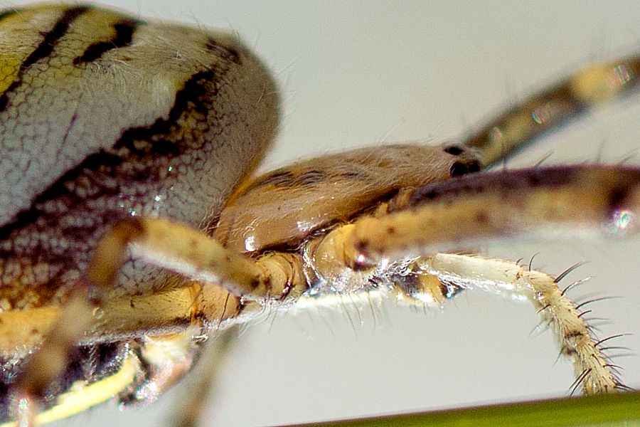 Kopf einer Wespenspinne von der Seite