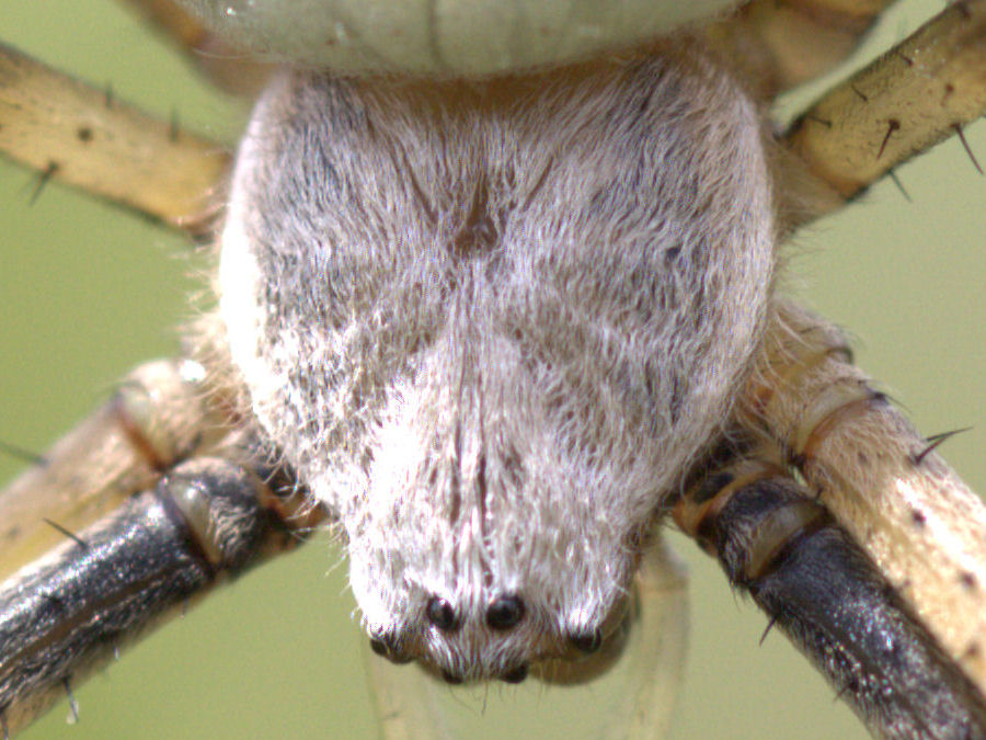 Wespenspinnen Kopf