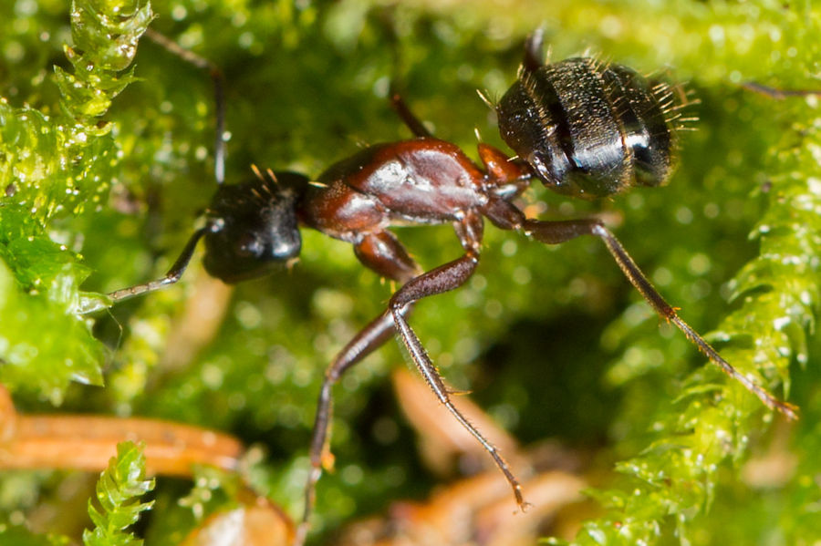 Braunschwarze Rossameise