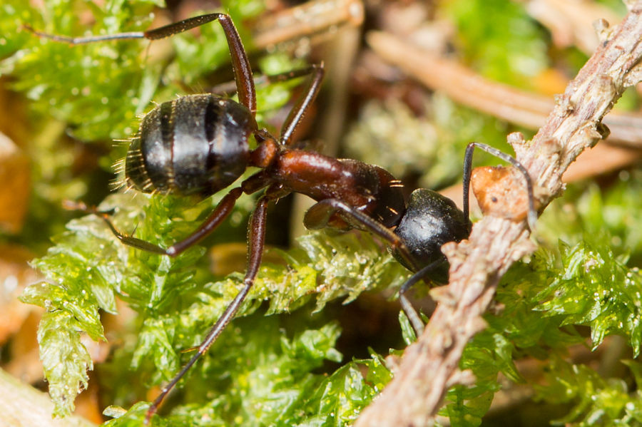 Braunschwarze Rossameise