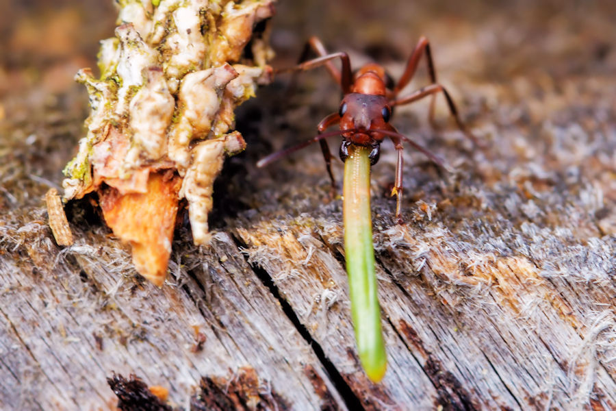 Rote Waldameise bei der Arbeit