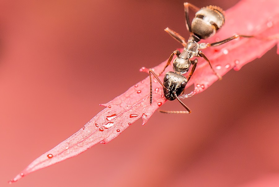 Ameise