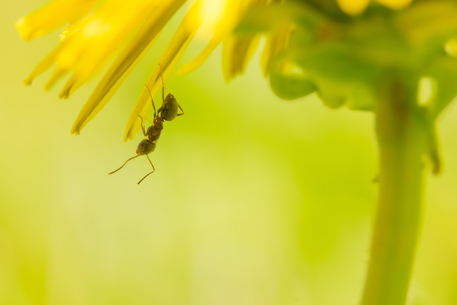 Ameise an einer Löwenzahnblüte