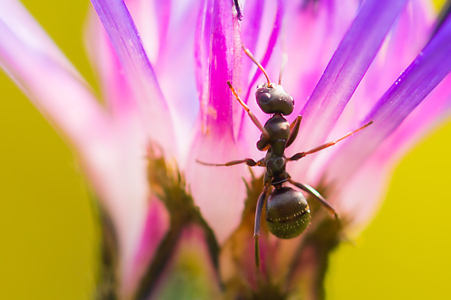 Ameise auf Kornblume