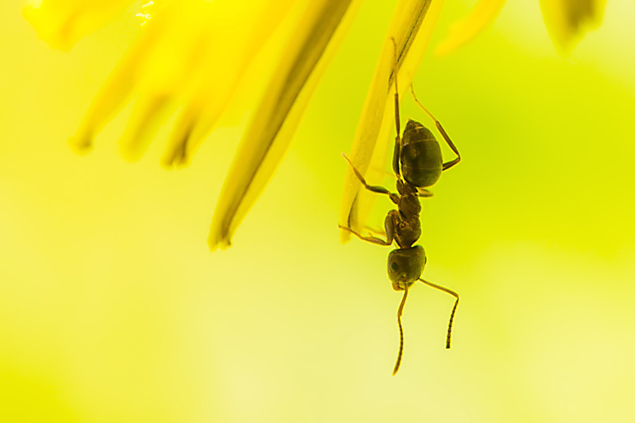 Ameise auf einer Löwenzahnblüte