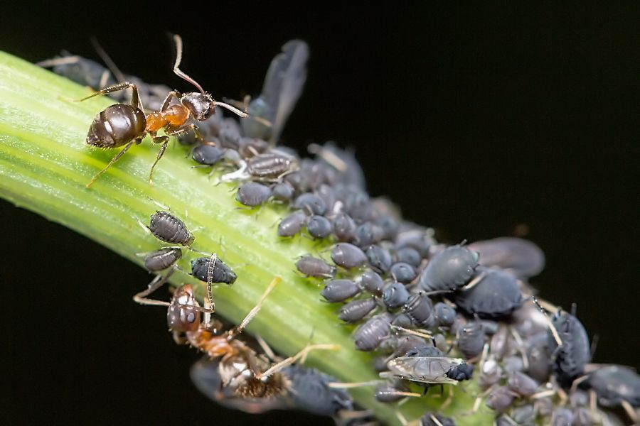 Ameisen beim Läuse melken