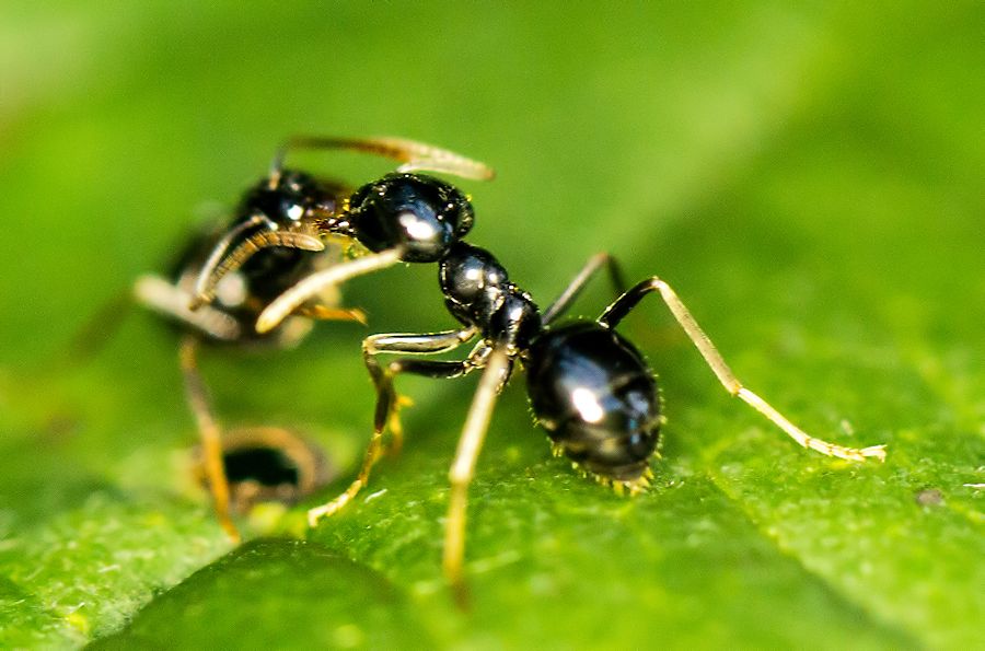 Ameisen die streiten