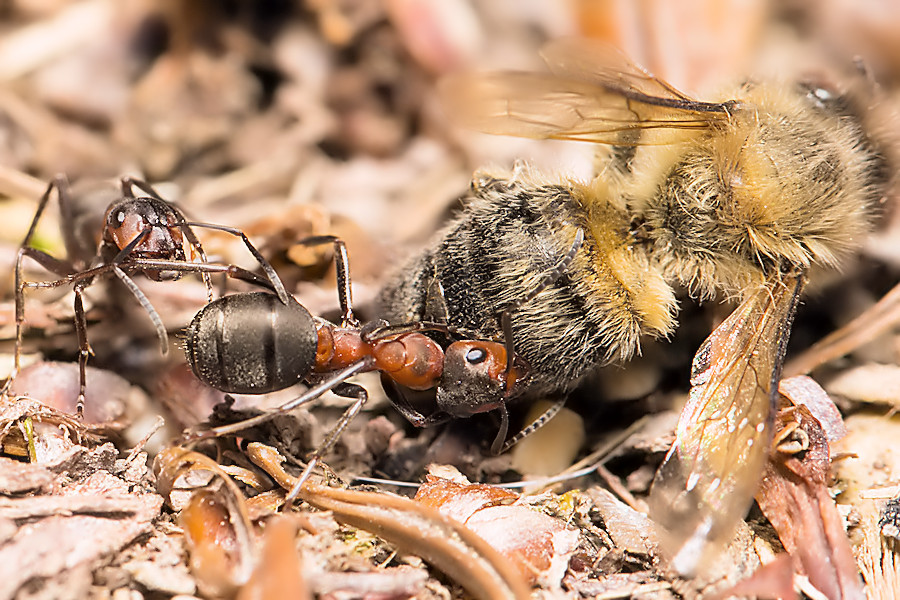 Ameisen überwältingen Biene