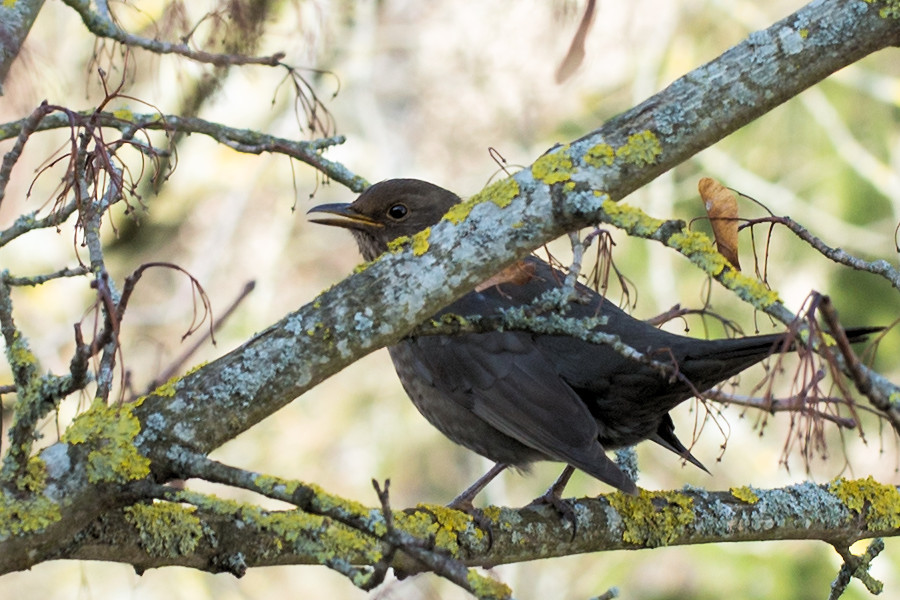 Amsel