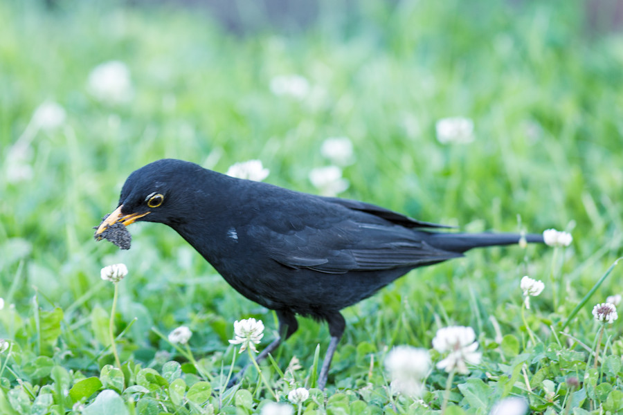 Amsel