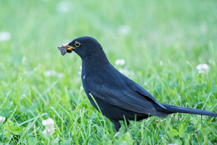 Amsel