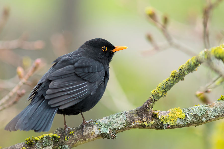 Amsel