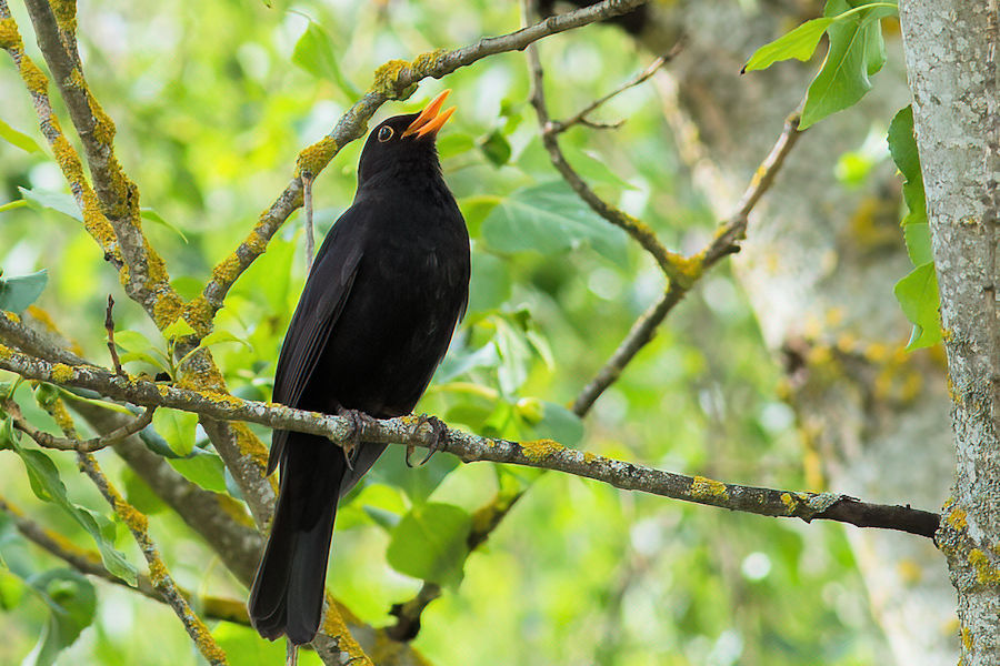 Amsel