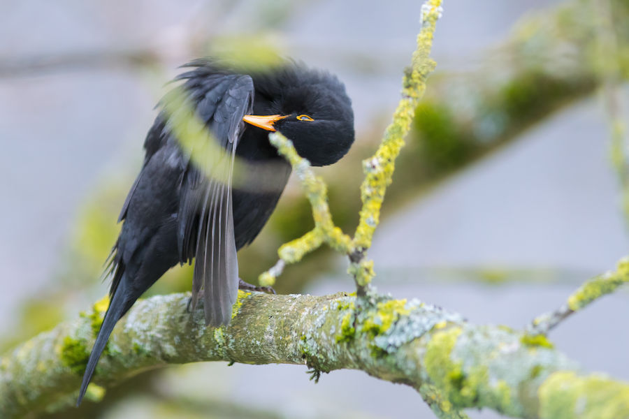 Amsel bei der Körperpflege