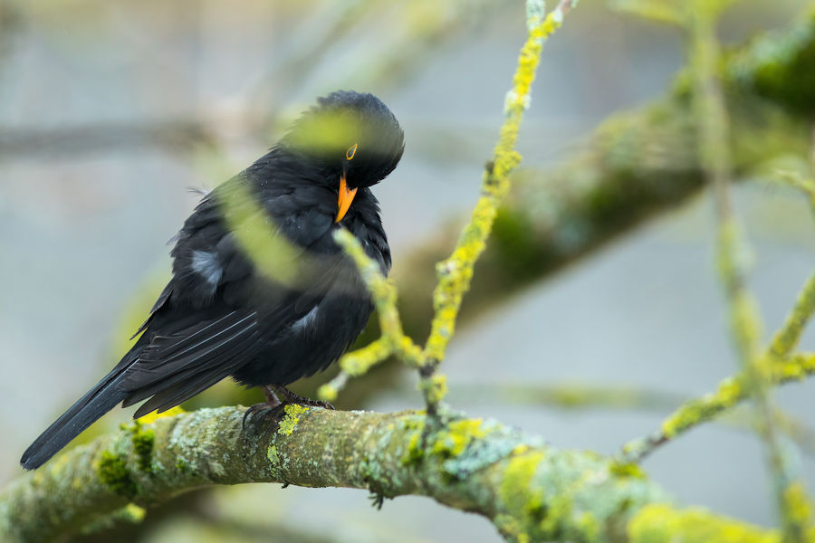 Amsel bei der Körperpflege
