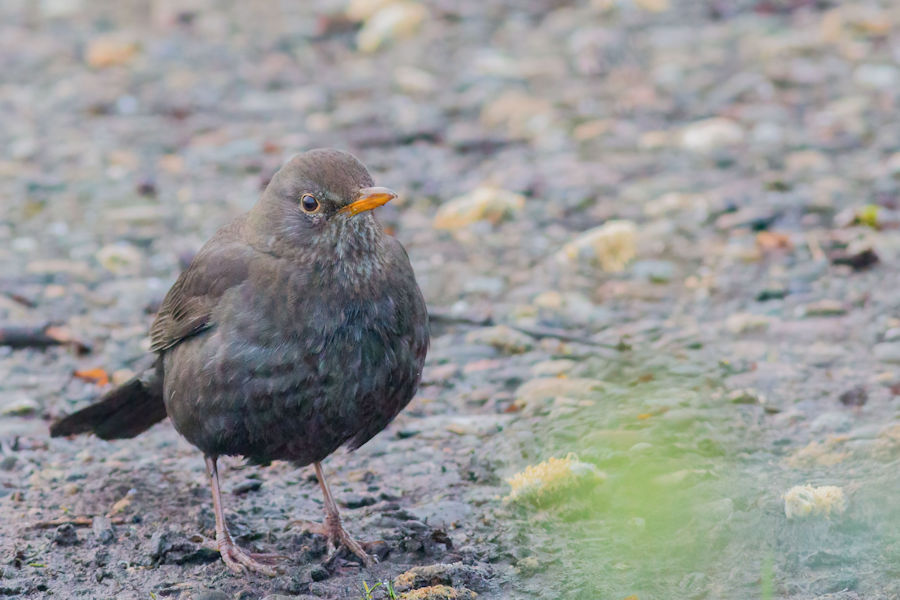 Amsel
