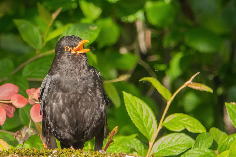 Amsel