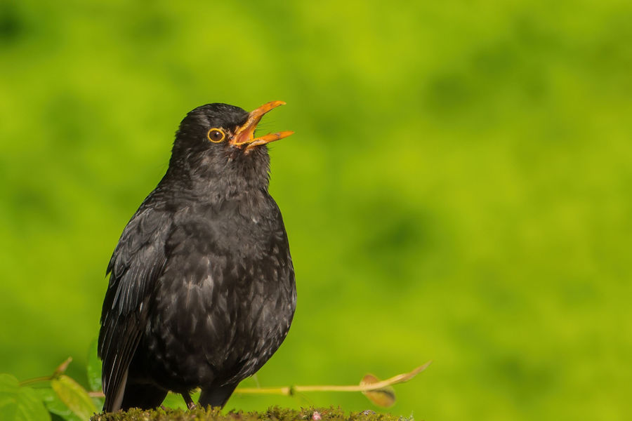 Amsel