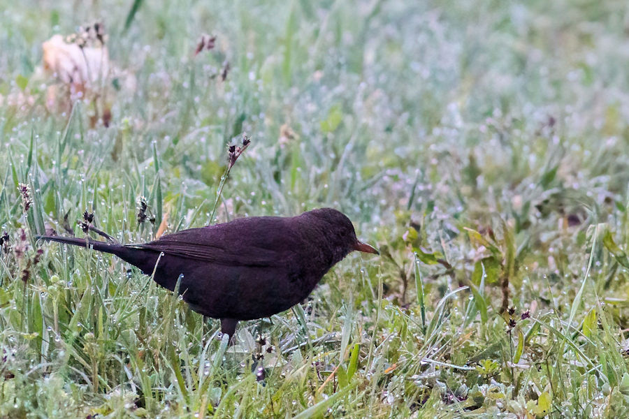 Amsel auf Futtersuche