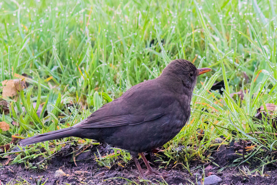 Amsel auf Futtersuche