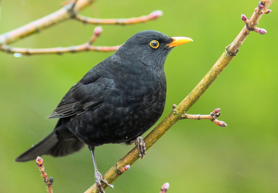 Amsel