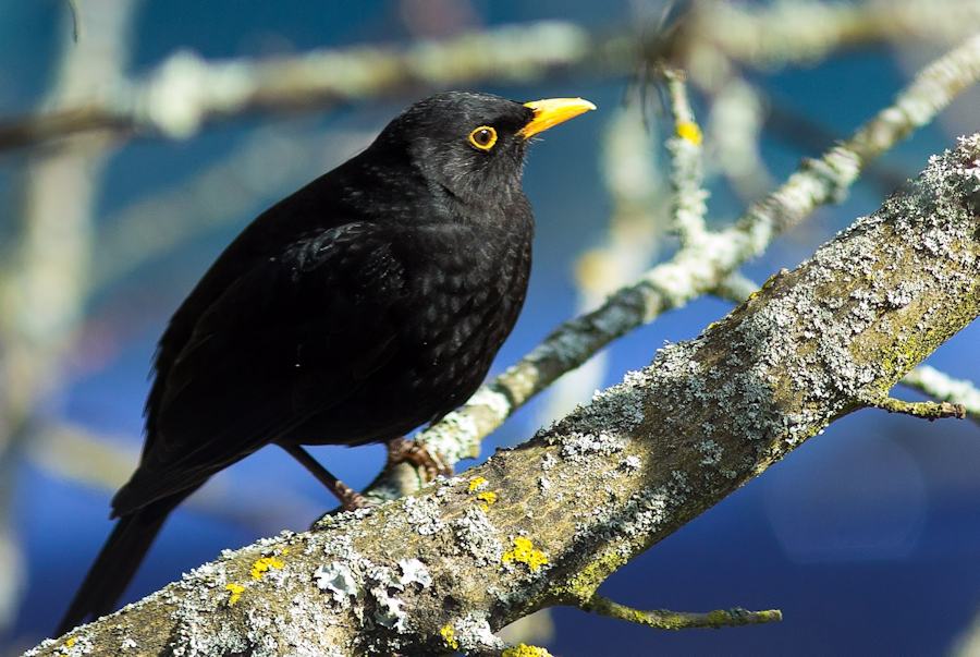 Amsel