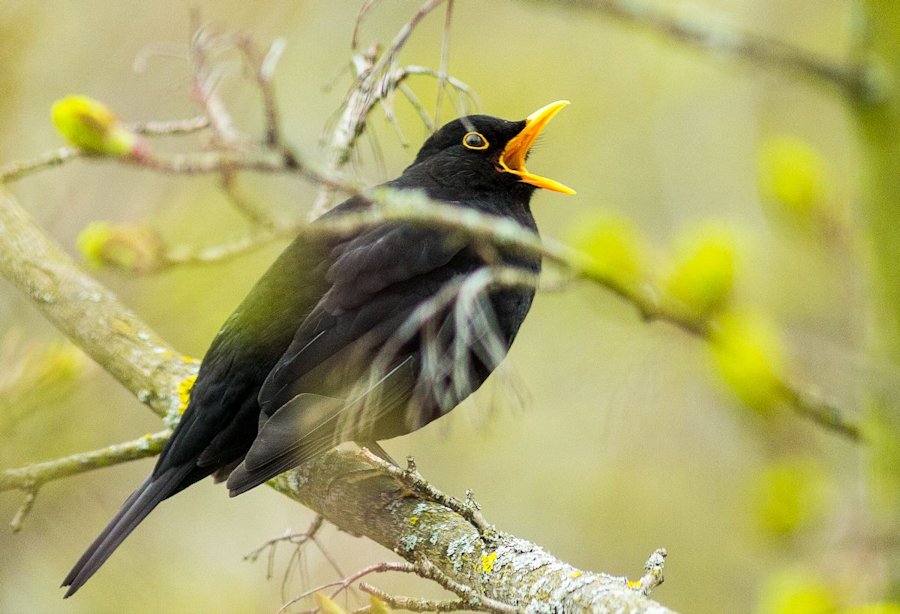 Amsel