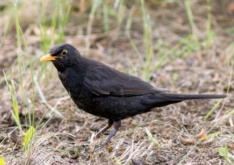 Amsel