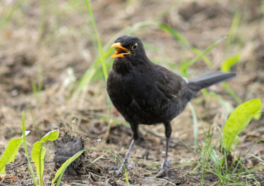 Amsel