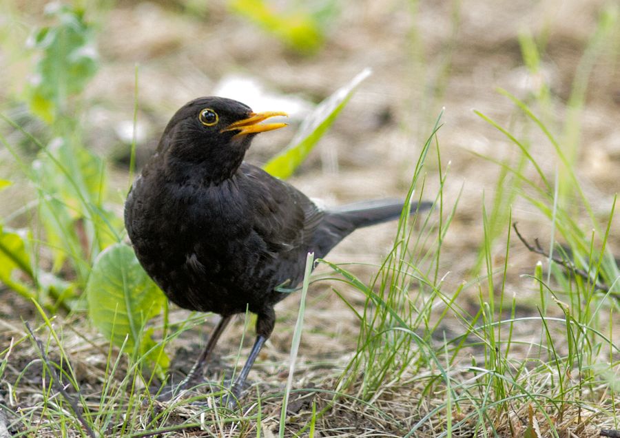 Amsel