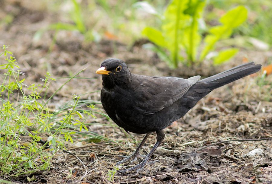 Amsel
