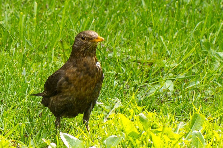 Amsel