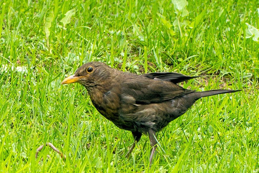 Amsel