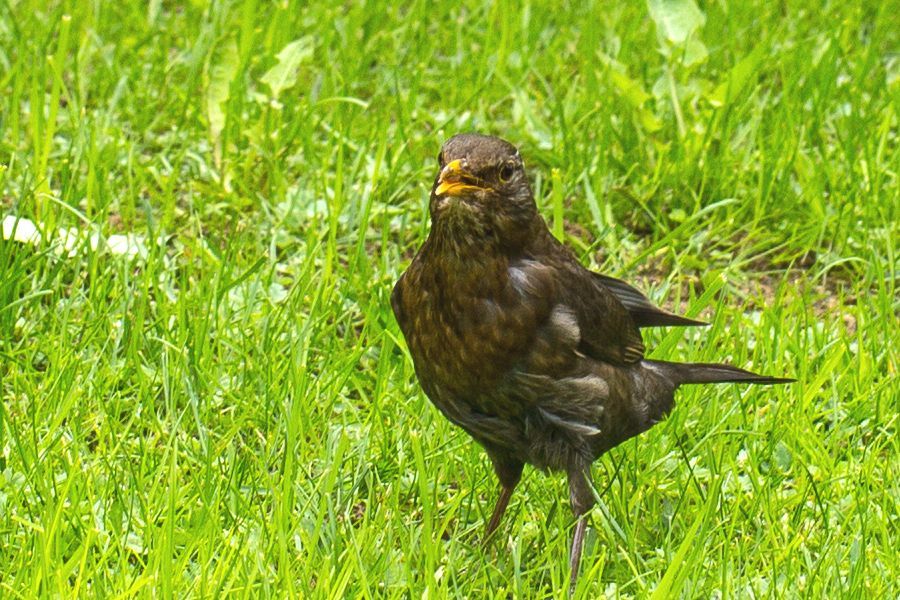 Amsel