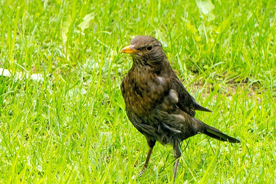 Amsel
